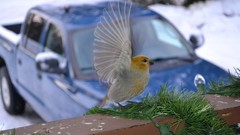 Snow winter Birds cars artwork