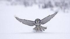 Snow winter Birds Owls