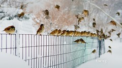 Snow winter Birds sparrow fences