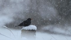Snow winter black Birds