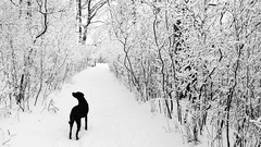 Snow winter black Dogs paths walk
