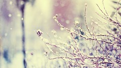 Snow winter branches