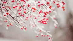 Snow winter branches Berries