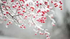 Snow winter branches Berries artwork depth of field