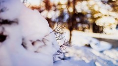 Snow winter branches bokeh blurred