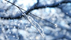 Snow winter branches bokeh complex magazine