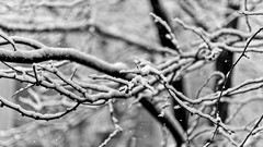 Snow winter branches depth of field