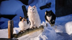 Snow winter cats pets
