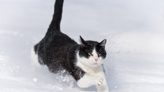 Snow winter cats pets