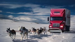 Snow winter Dogs cars Wolves funny trucks