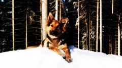 Snow winter Dogs Friends pets forests