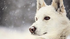 Snow winter Dogs pets