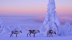 Snow winter Finland forests reindeer Lapland snow landscapes