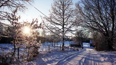 snow winter forest sunset dusk sweden