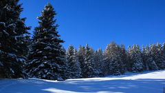 Snow winter forest Trees