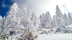 Snow winter forests