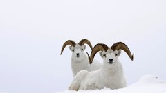 Snow winter Frozen Goats