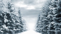 Snow winter gray cold white spruce forests