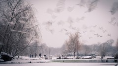 Snow winter lakes Parks