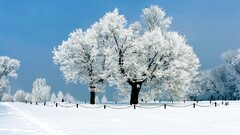 snow winter landscape Trees