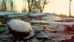 Snow winter morning nuts