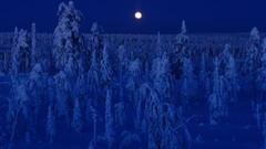 Snow winter night blue dark Finland full moon forests snow 