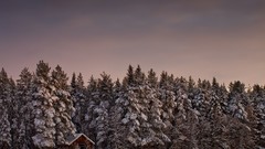 Snow winter pine trees