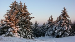 Snow winter pine trees snow landscapes