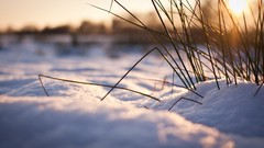 Snow winter Plants sunlight