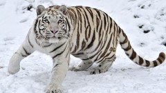 Snow winter predator Tigers