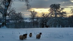Snow winter sheep