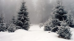 Snow winter snow landscapes