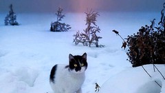 Snow winter sun cats shrubs