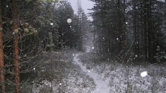 Snow winter trail forests