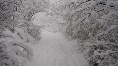 Snow winter trail paths