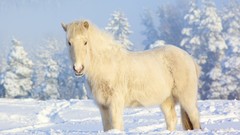 Snow winter white Horses iceland snow landscapes