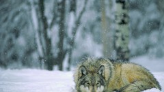 Snow winter Wolves