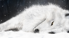 Snow wolfs rain Wolves