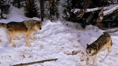 Snow Wolves
