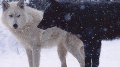 Snow Wolves