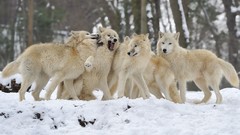 Snow Wolves