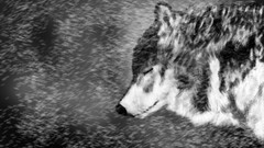 Snow Wolves drawings