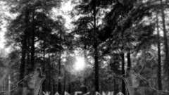 Snow Wood forest depressing