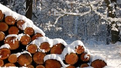 Snow Wood forests