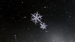 Snowflakes black background