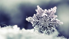 Snowflakes nature
