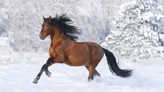 Snowflakes snow Animals Horses racing Mammals