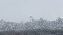 Snowflakes snow window panes