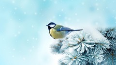 Snowflakes snow winter