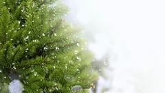 Snowflakes snow winter fir pine trees X-mas